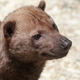 Illustration for article titled Improve Your Monday By Learning About The Adorable Bush Dog